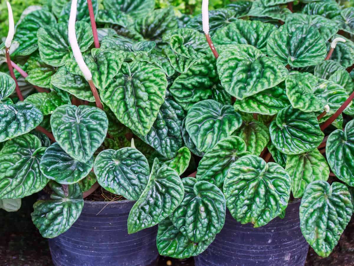peperomia comes in a variety of colors