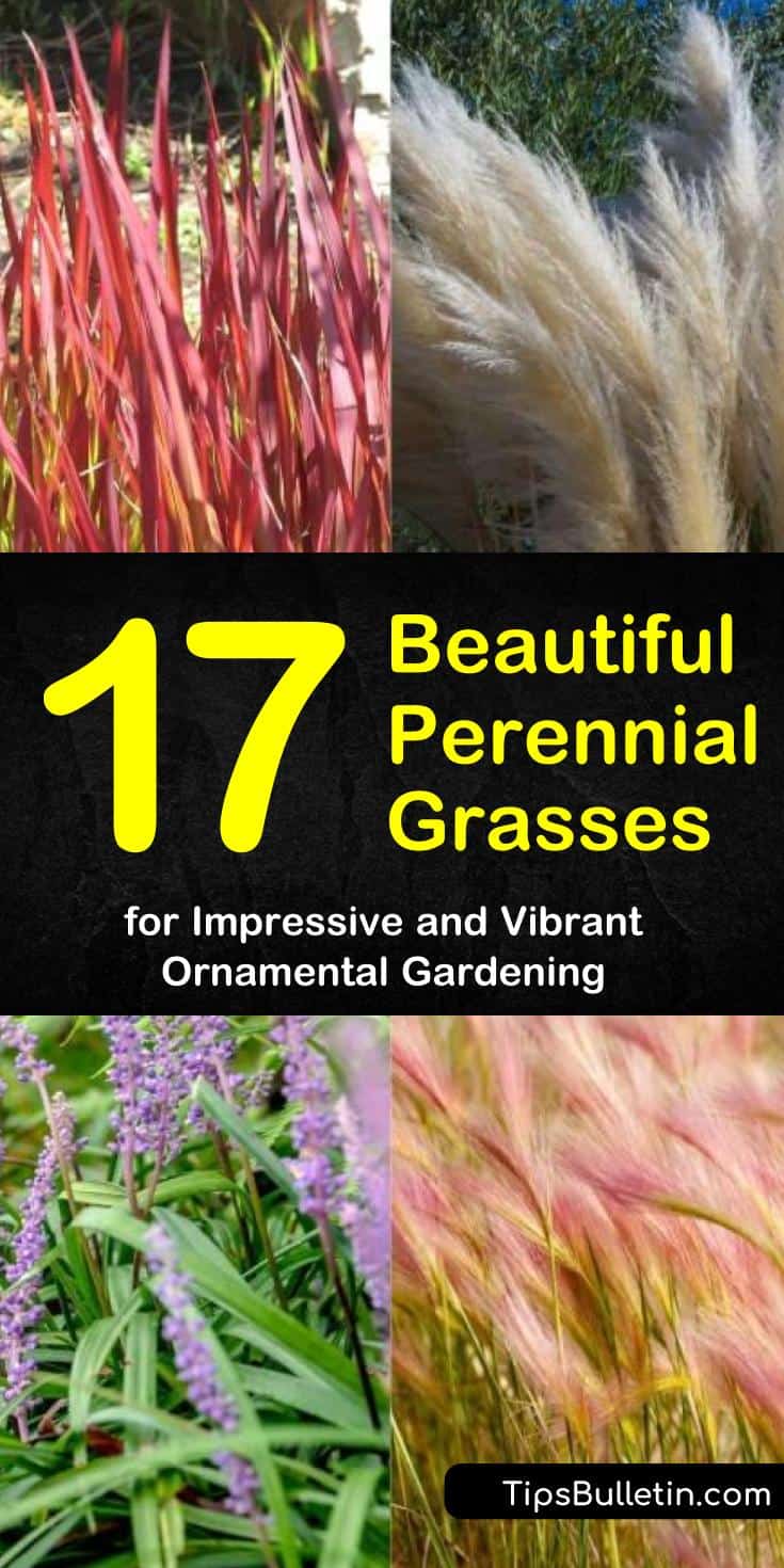 Discover perennial grasses that add flair to any garden. Learn how these ornamentals can fill in planting gaps and enhance curb appeal. Find grasses like Blue Fescue, Pampas, and Blood Grass that add splashes of color to your landscaping. #perennial #grasses #ornamental #gardening