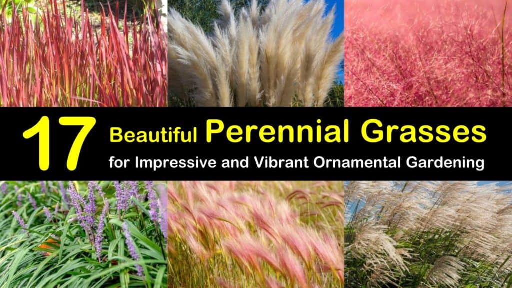 17 Beautiful Perennial Grasses for Impressive and Vibrant Ornamental
