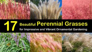 perennial grasses titleimg1