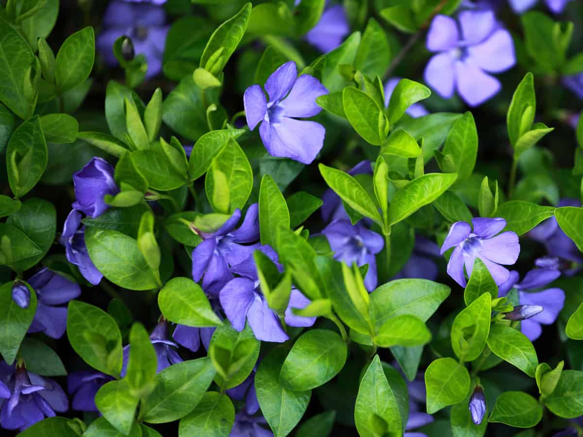 periwinkle makes a great ground cover