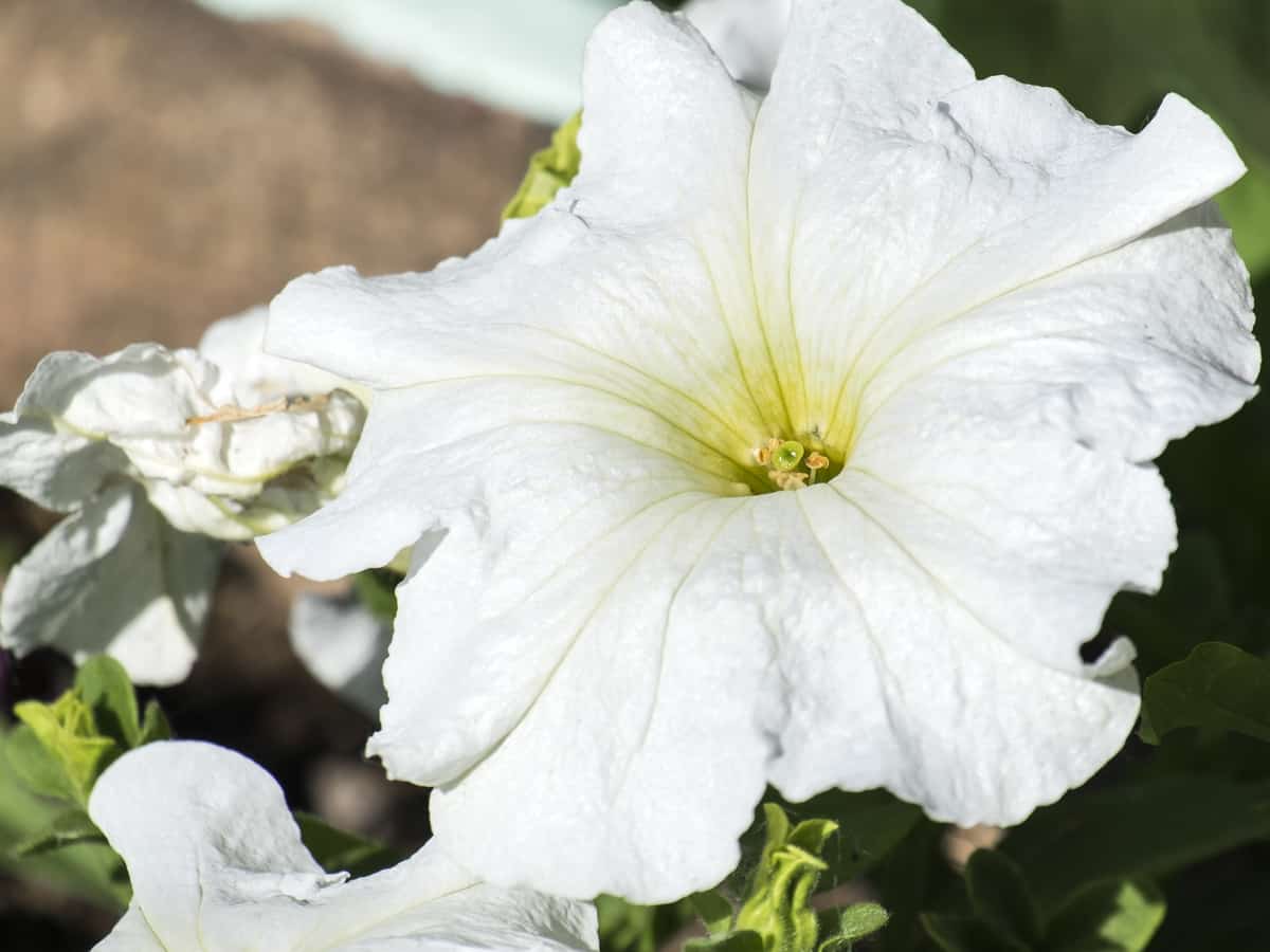 petunias are a full sun plant