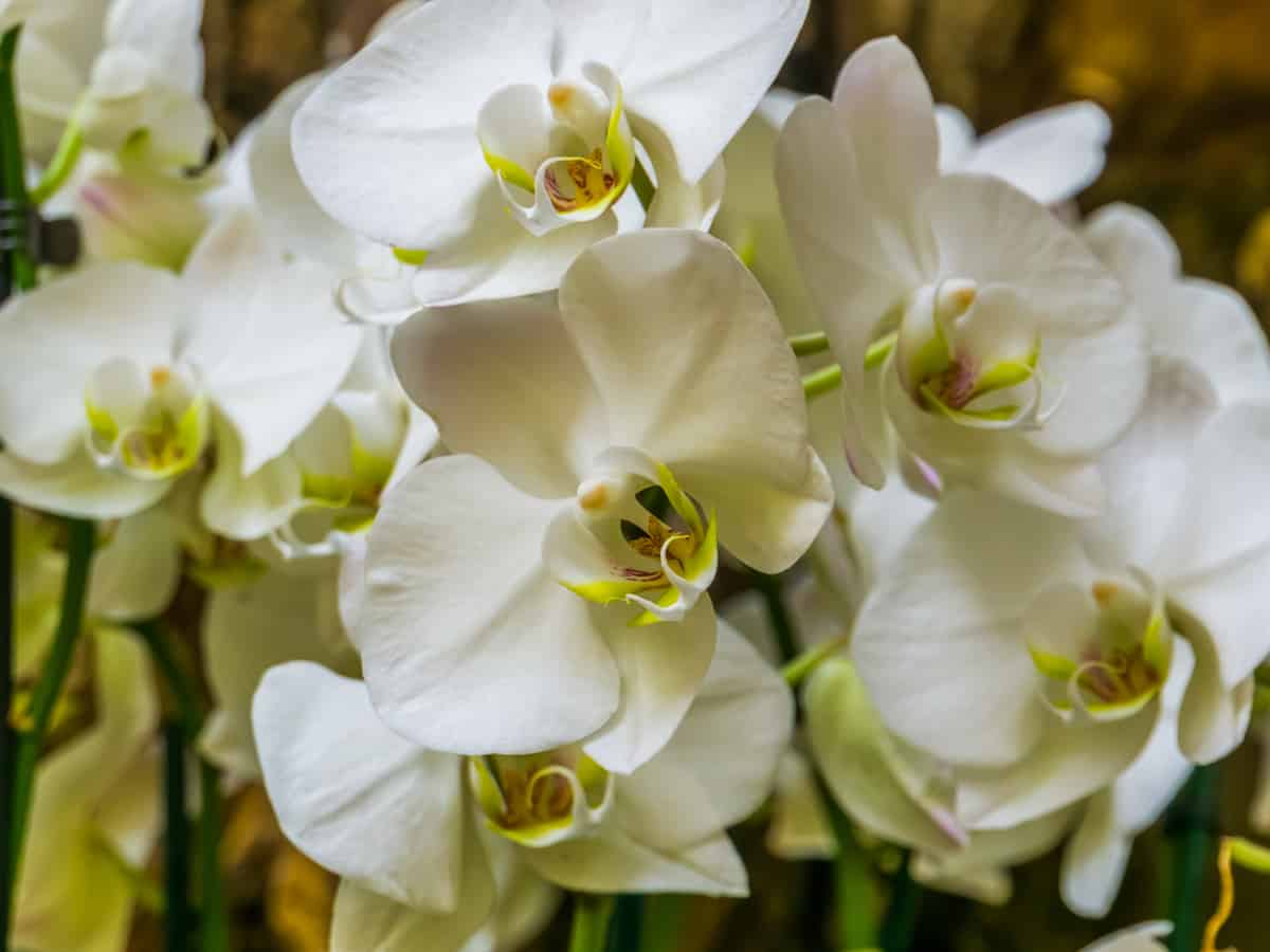 the phalaenopsis orchid is an indoor flowering plant that is surprisingly easy to grow