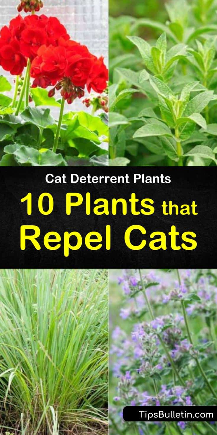 Sick of the neighborhood cats treating the yards like they own them? Using one of our cat deterrent plants or ideas you can easily keep that nuisance kitty from using your gardens as their own personal litter box. #catrepellent #plants