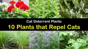 plants that repel cats titleimg1