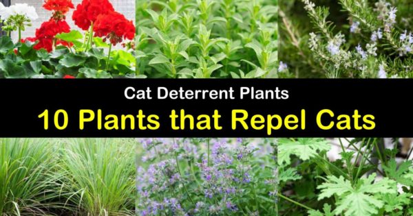 Cat Deter Plants 10 That, How To Repel Cats From Your Garden
