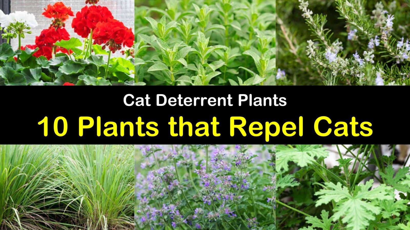 Plants That Repel Cats