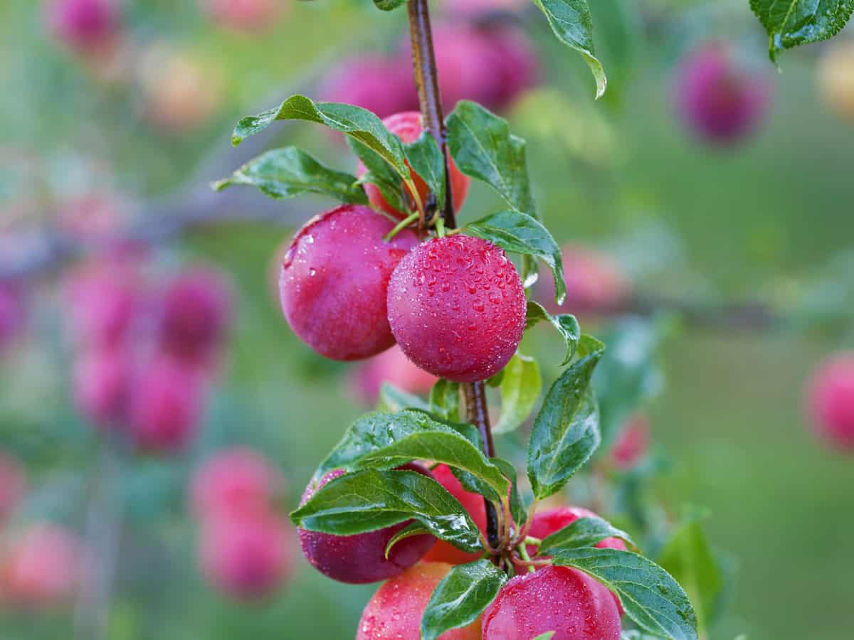 plum trees produce abundant fruit