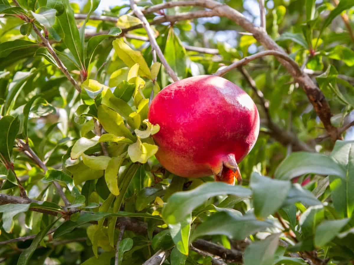 pomegranate trees are a beautiful ornamental