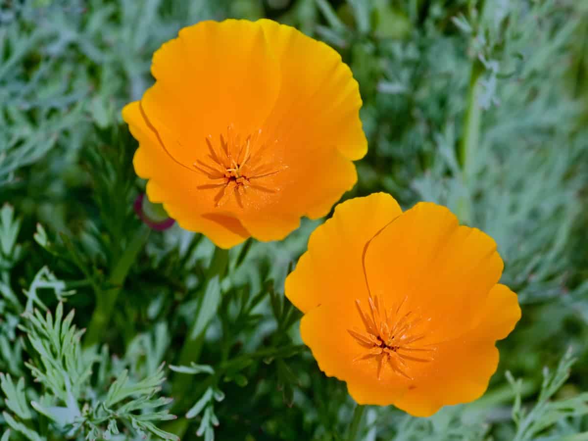 the California poppy likes full sun