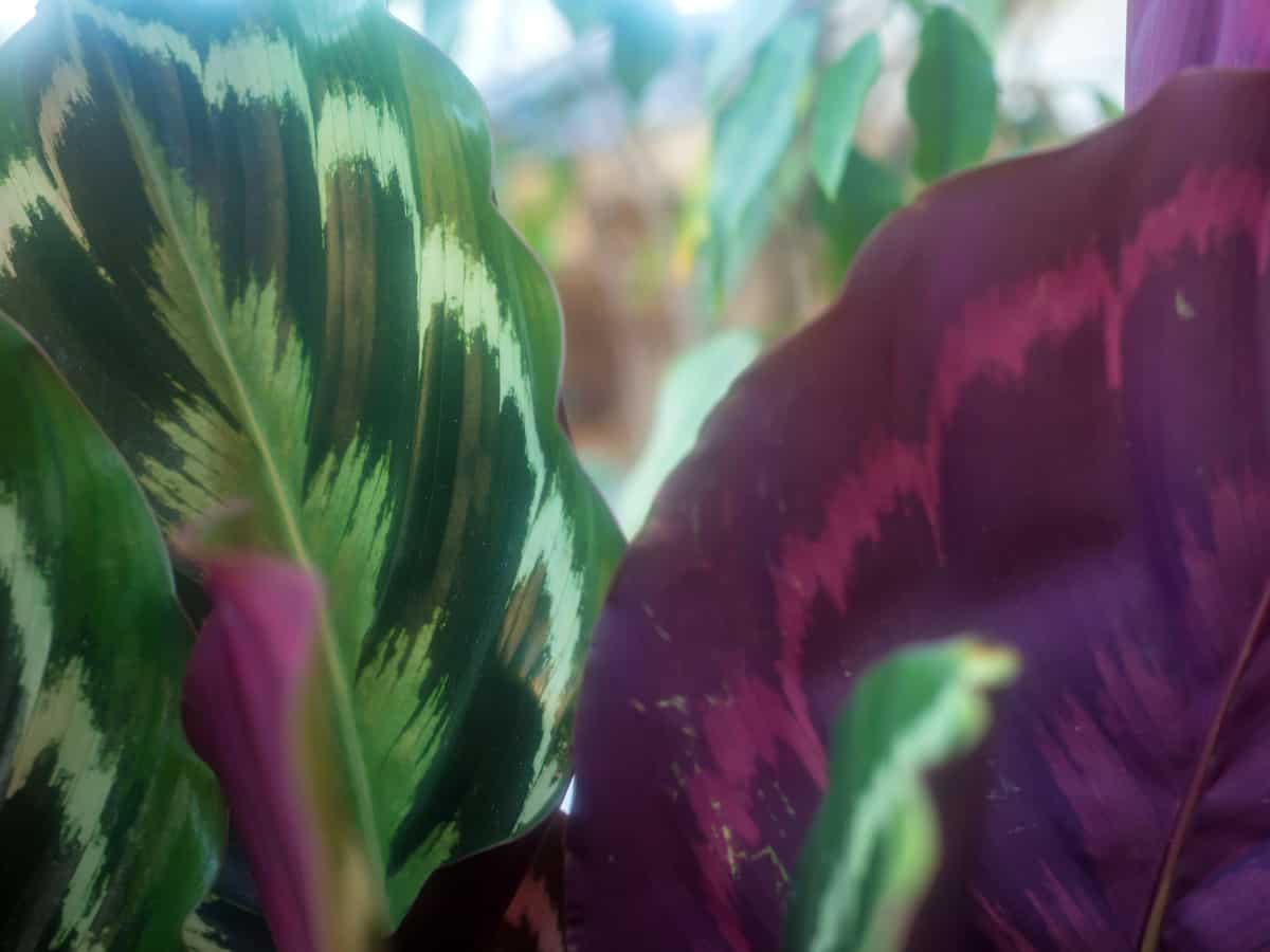 the prayer plant folds its leaves at night