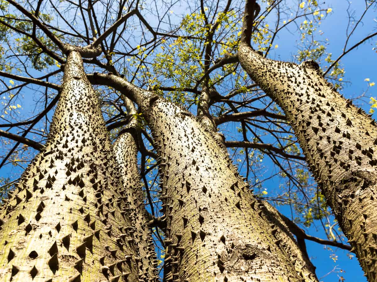 prickly ash is the perfect thorny tree for a property border