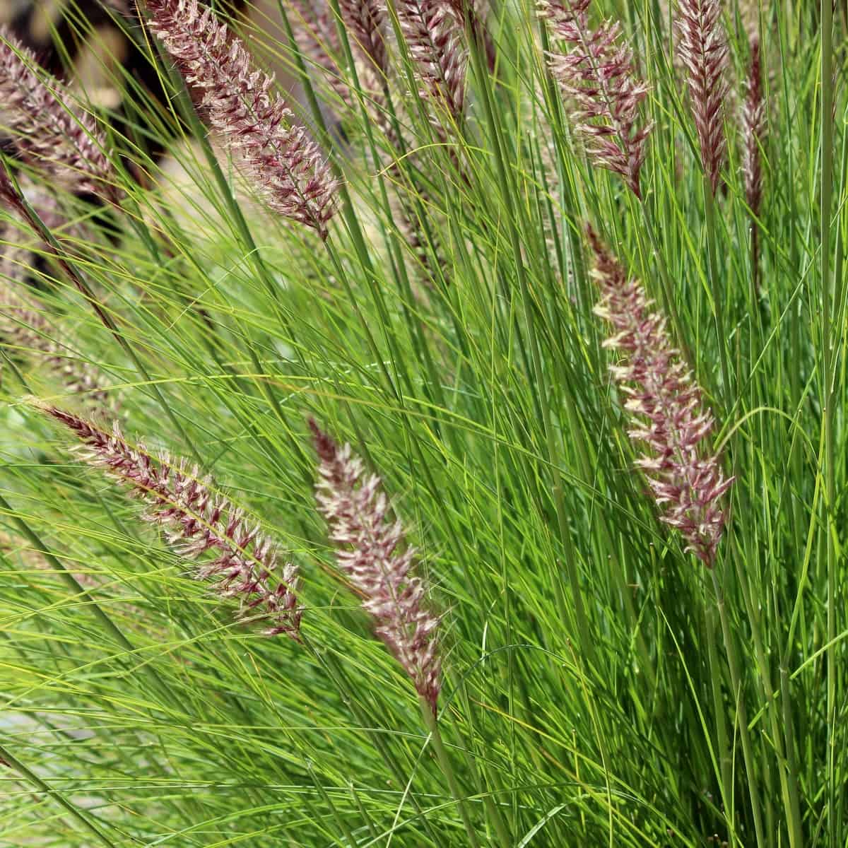 you must divide purple fountain grass