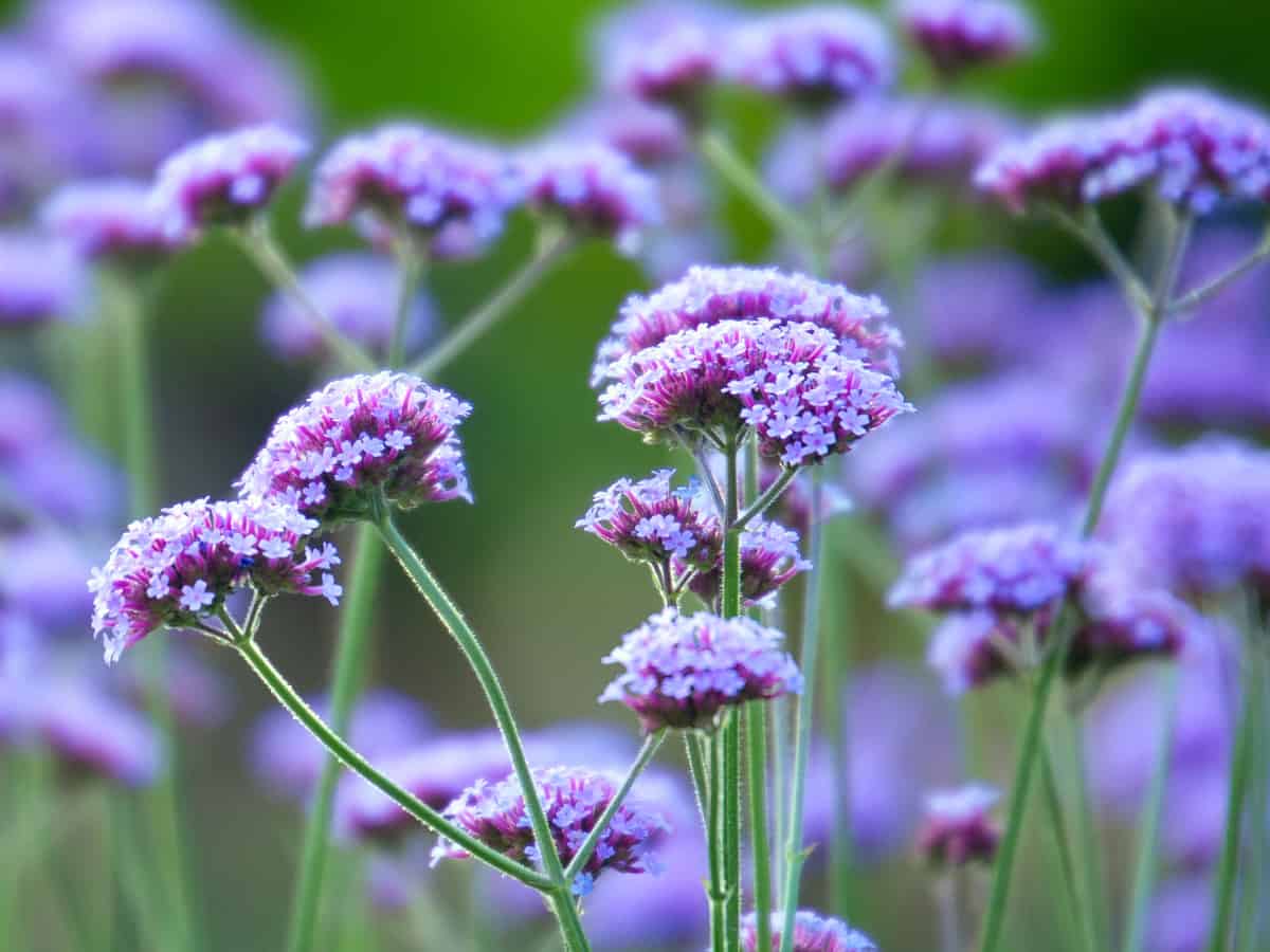 purpletop vervain thrives in full sun