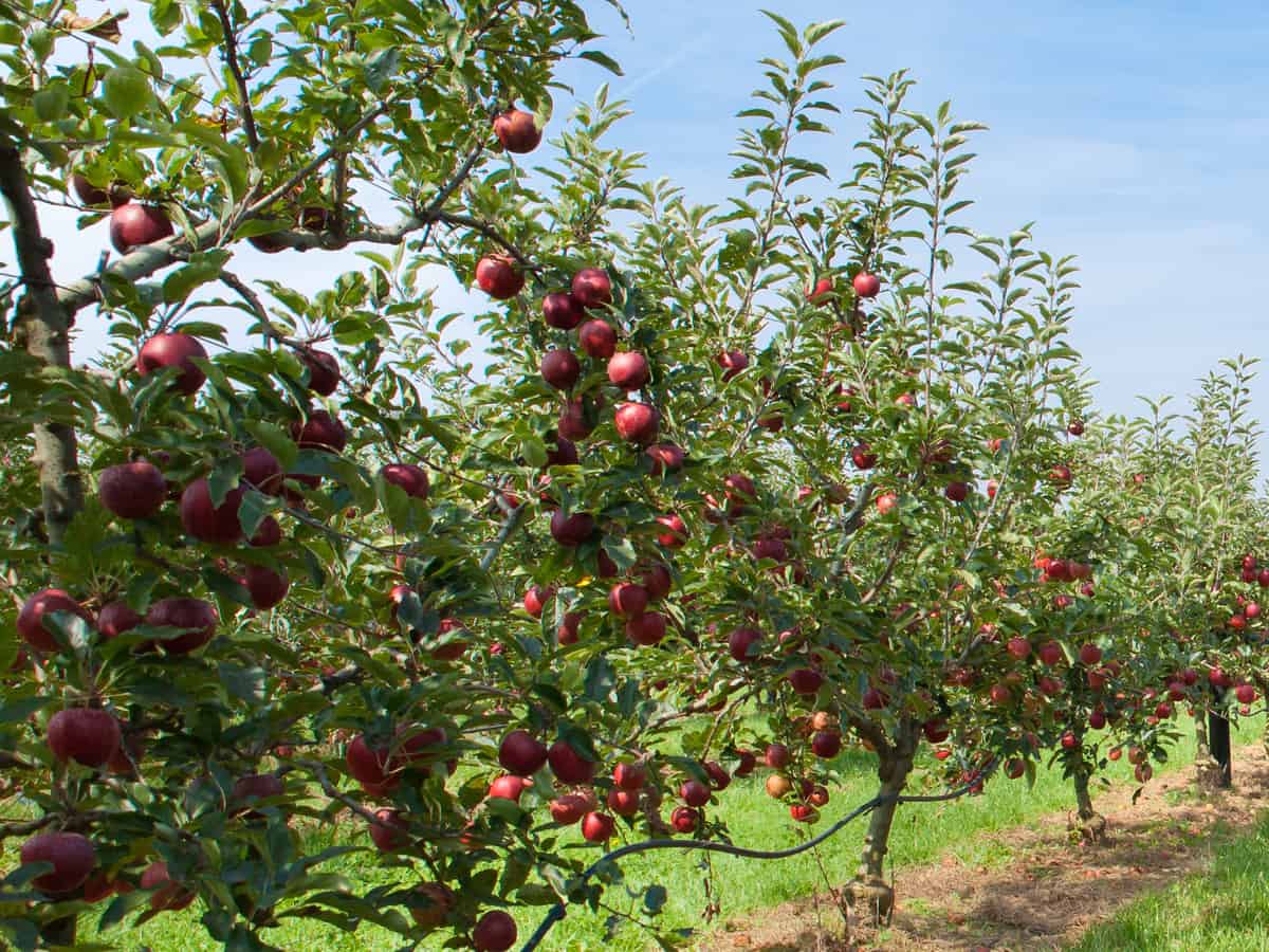 fastest growing fruit tree - red delicious apples
