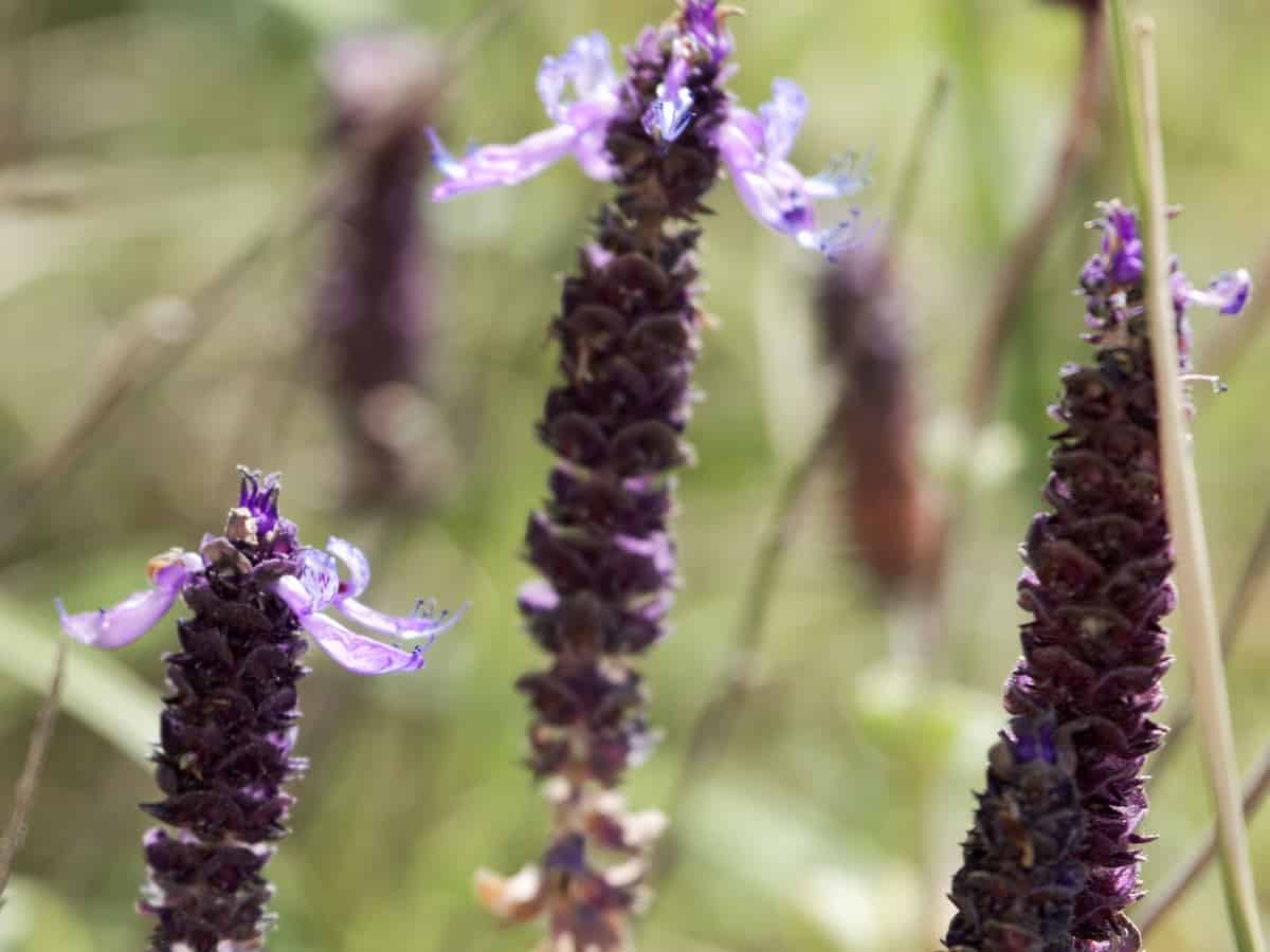 the smell of the scaredy cat plant deters cats and dogs