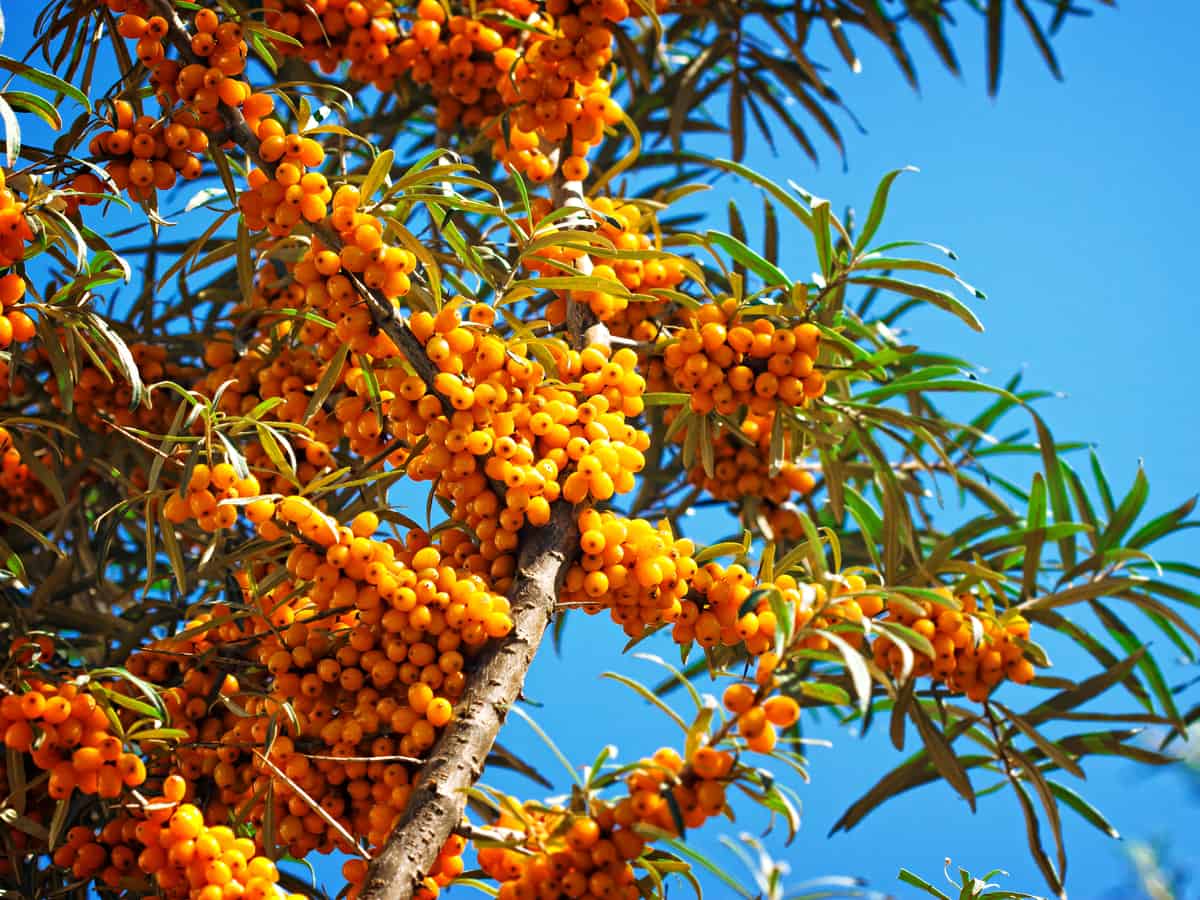 the sea buckthorn is a thorny bush with edible fruit