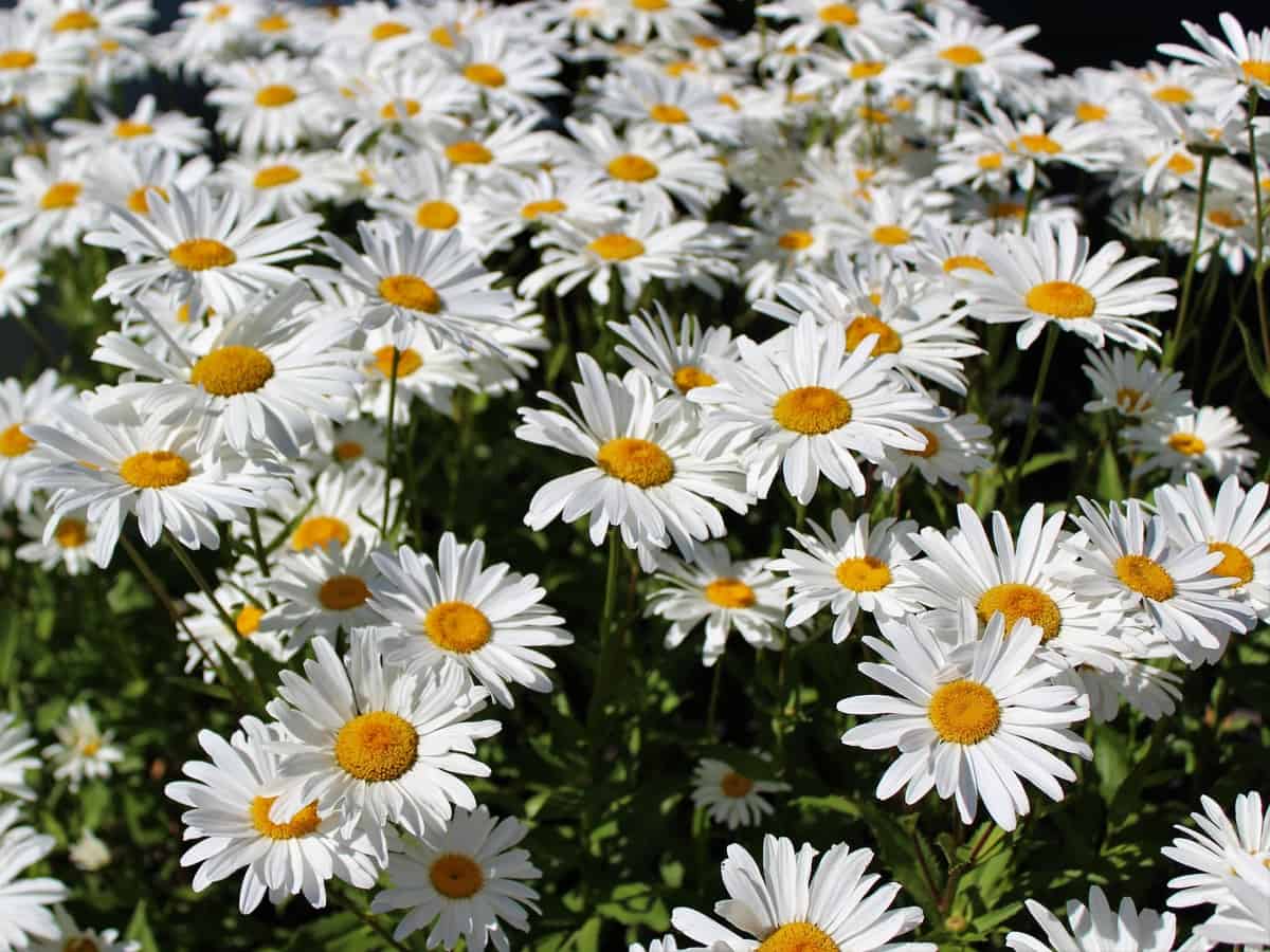 the shasta daisy is a sun loving flower