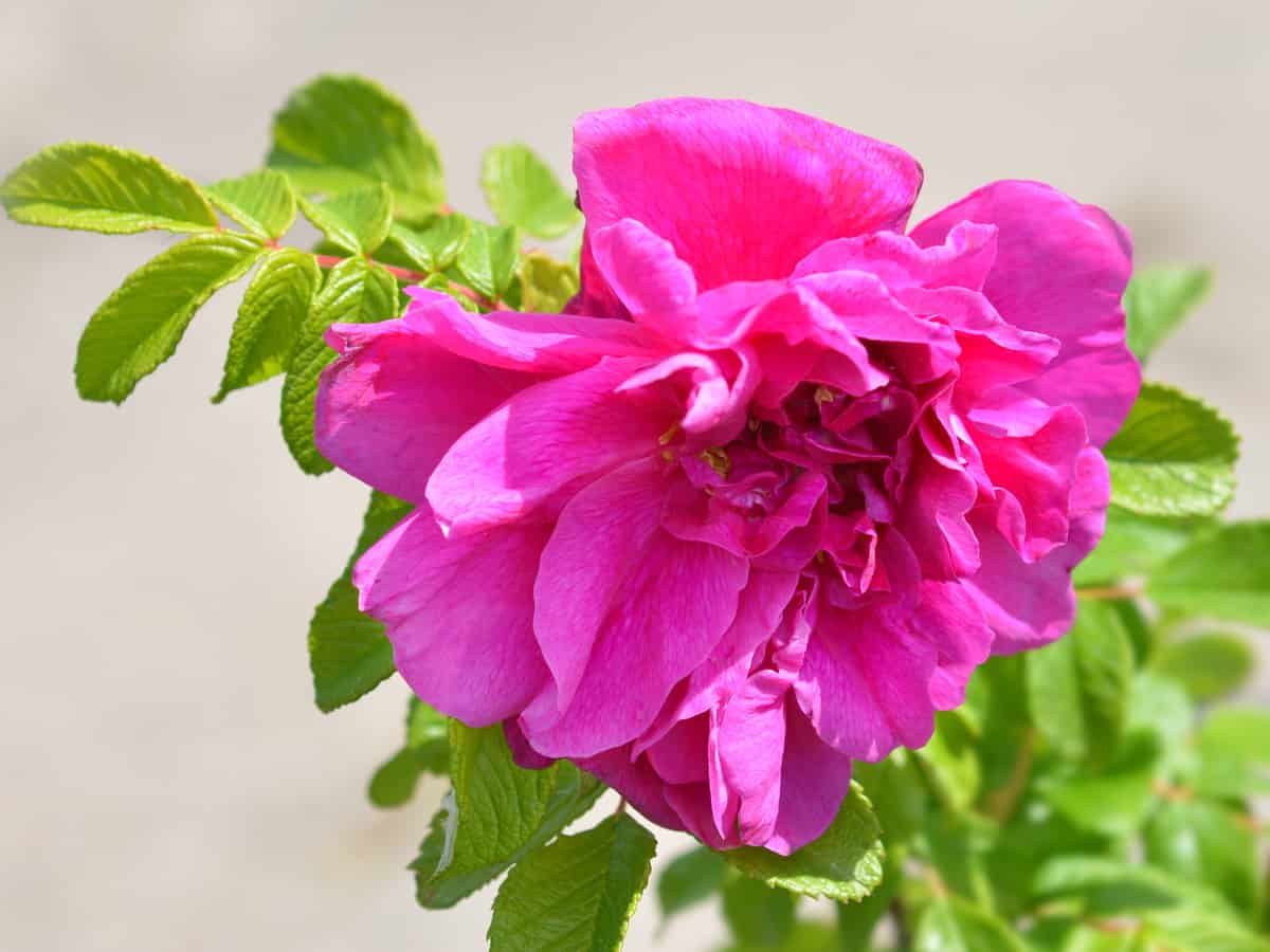 the shrub rose is a hybrid