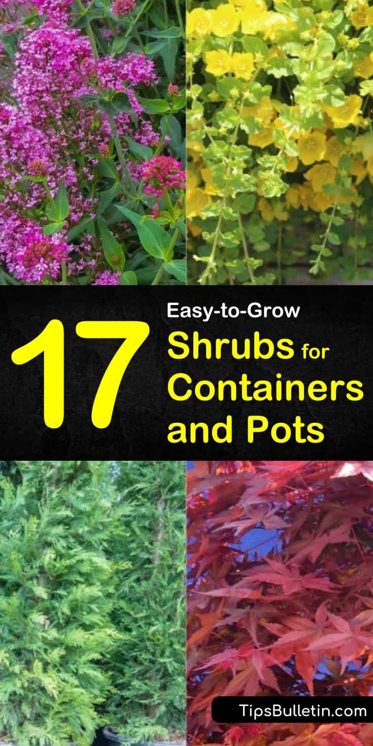 If you have small gardens you can expand your landscaping by using planters on your patio, deck, balcony, etc. Learn how easy it is to add and care for perennials in your favorite outdoor pots. #containergardening #container #shrubs