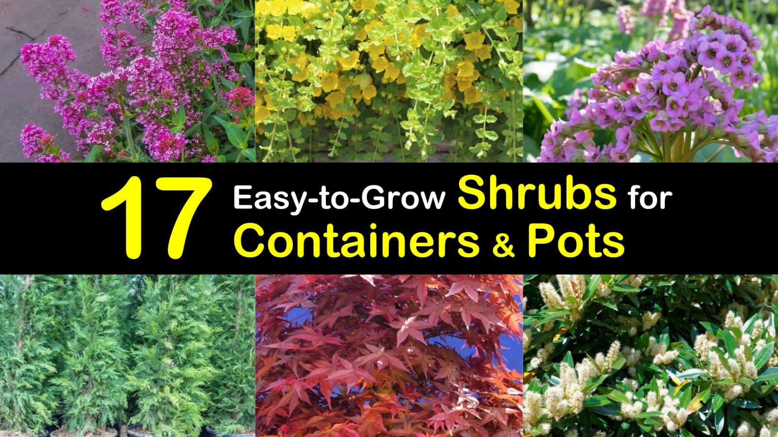 Easy garden plants and shrubs