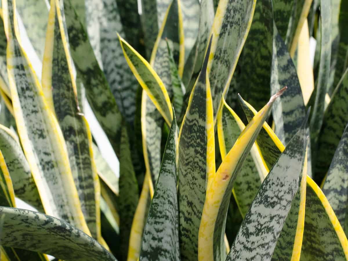 the snake plant thrives in the dark