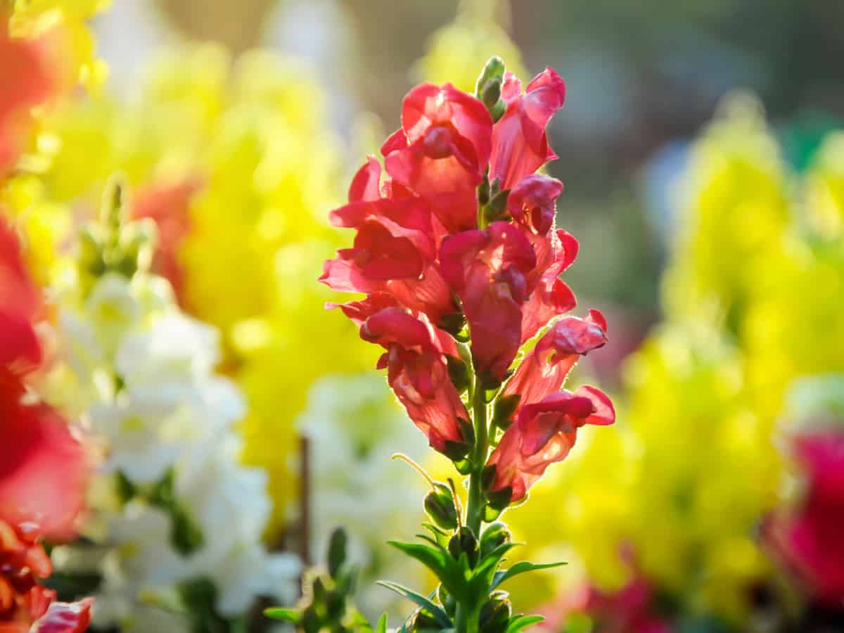 snapdragons are a short-lived perennial