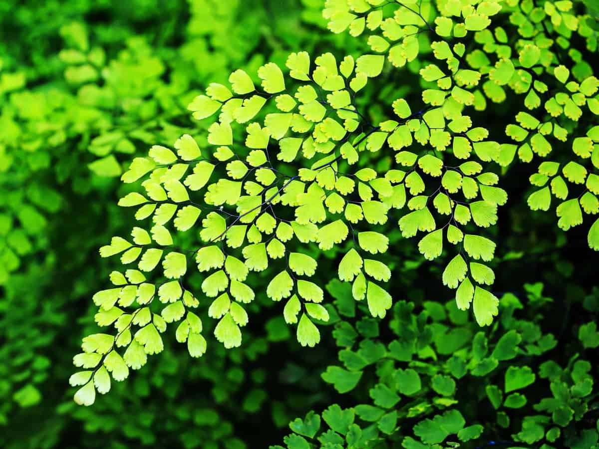 Southern maidenhair fern does well in the dark