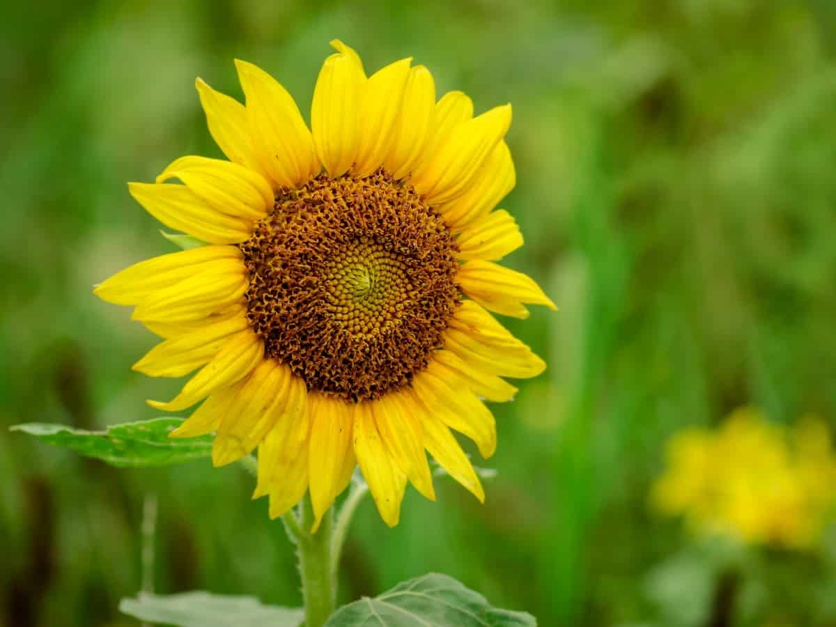 sunflowers grow from 3-16 feet tall