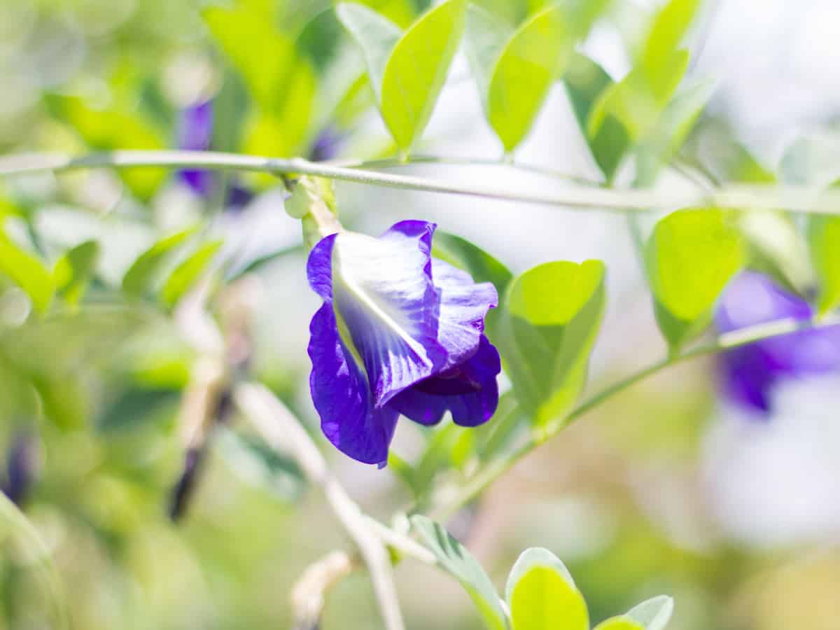 sweet pea has a lovely fragrance