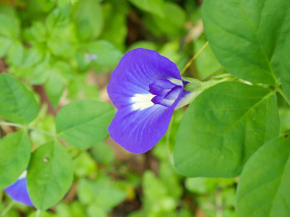 sweet pea flowers come in a variety of colors