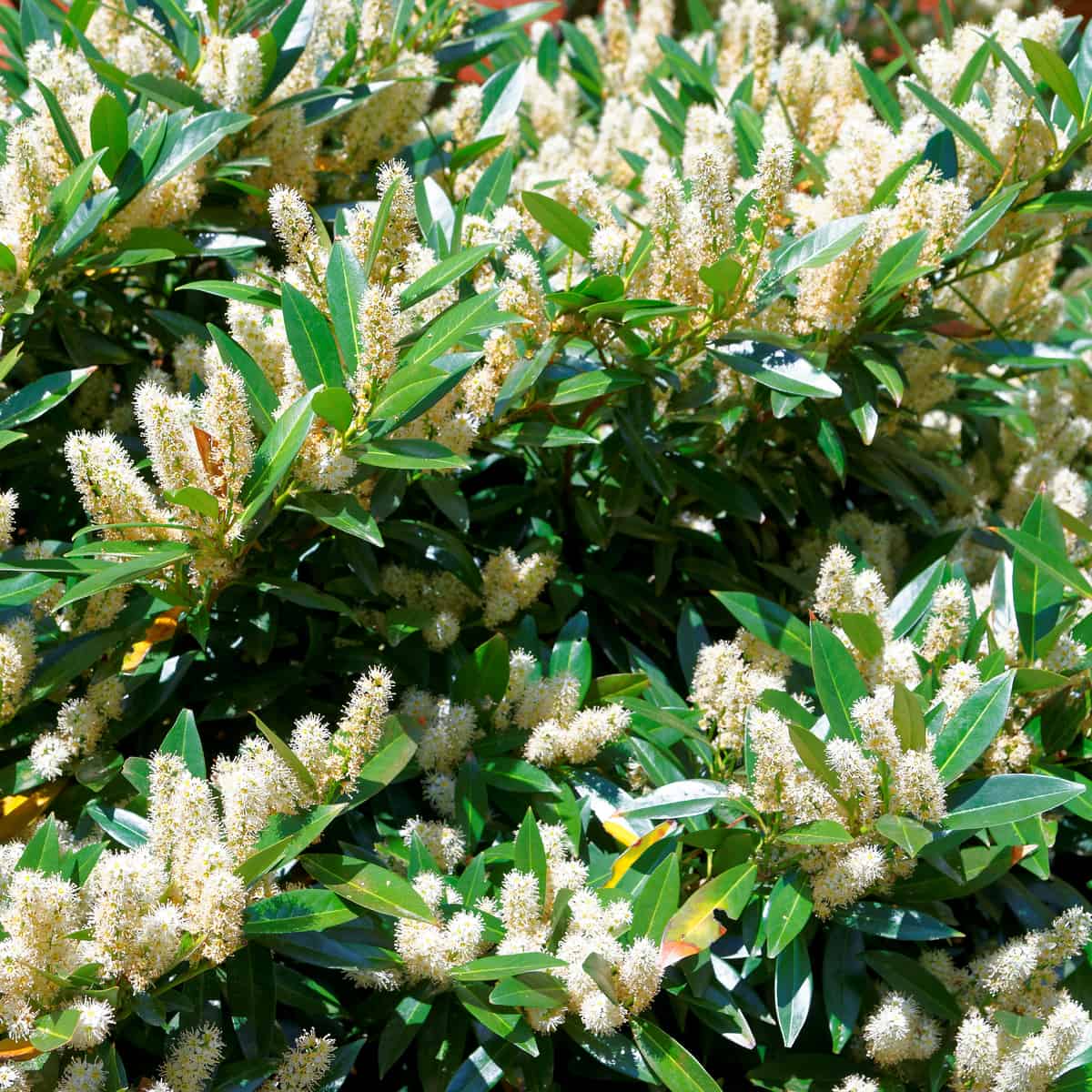 sweetspire is a shrub that is easy to grow