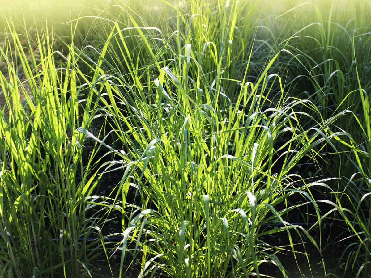 switchgrass is an ornamental perennial that adds beauty to the garden