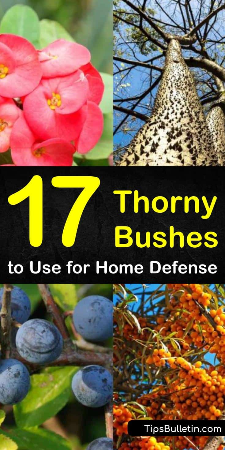 Try these different thorny bushes to defend your home. Find new ways to use popular plants like roses and blackberries to keep animals out of your gardens. Learn how to use these plants as living fences and to prevent break-ins. #thorny #bushes #shrubs