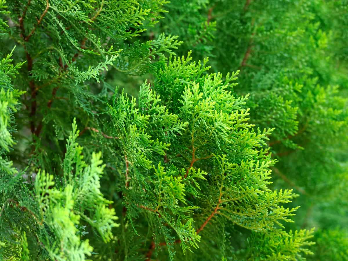 Thuja green giant is a traditional evergreen shrub