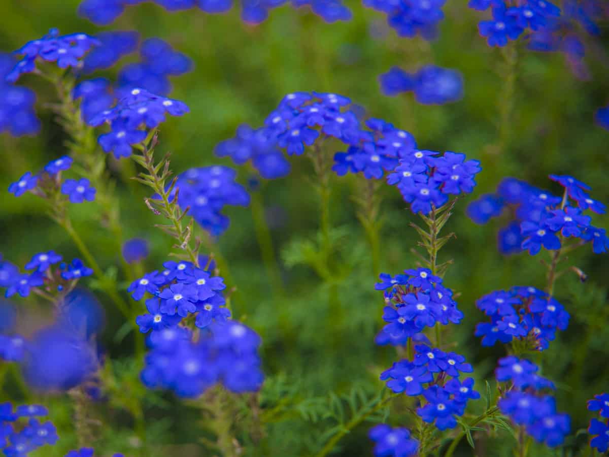 verbena comes in many bright colors