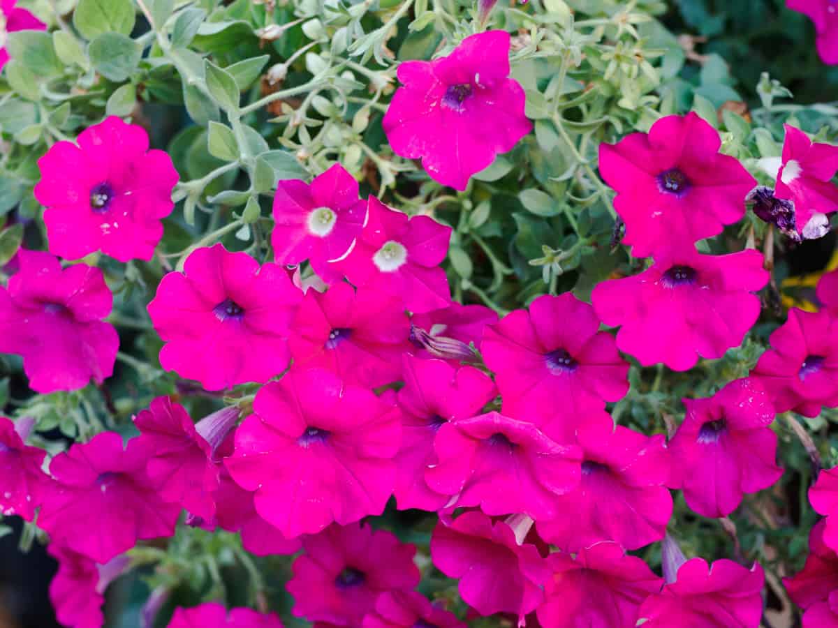 wave petunias need a lot of sunlight to thrive