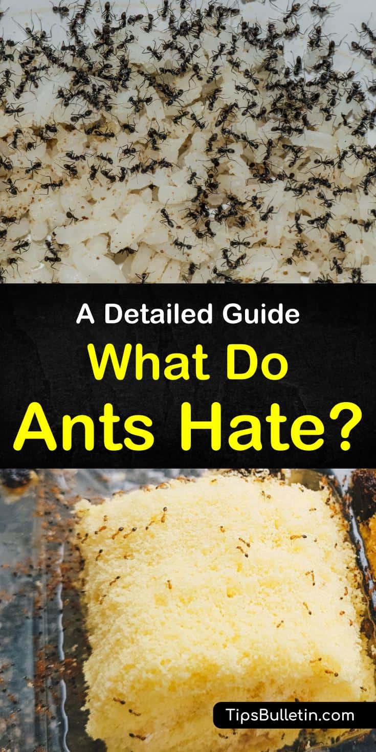 Learn how to answer “what do ants hate?” with homemade pest control. Discover how smells ants hate will keep them out of your food. Try natural repellents like peppermint oils and lavender to keep ants away and make your home smell great. #ants #repellents #essentialoils