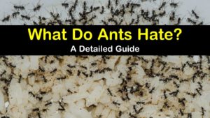 what do ants hate titleimg1