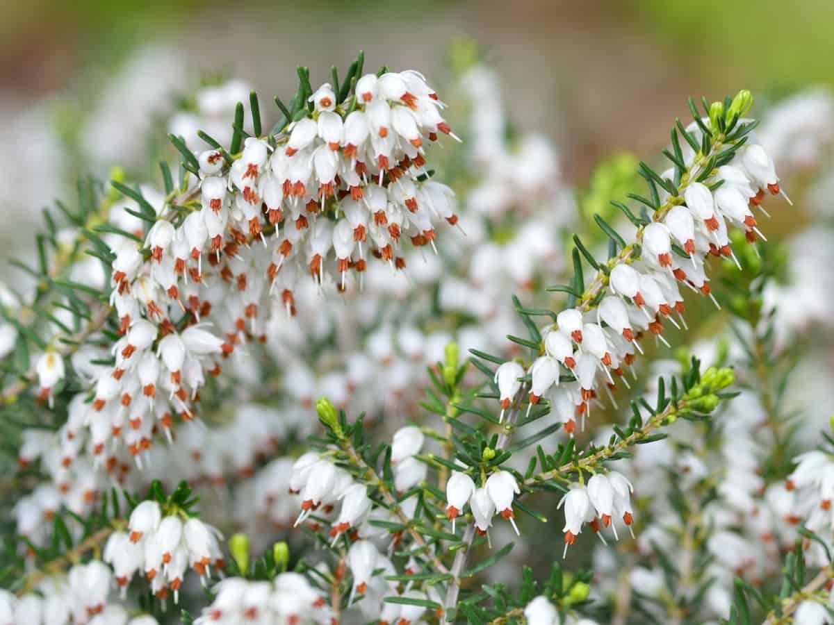 winter heath is an evergreen with stunning spring flowers