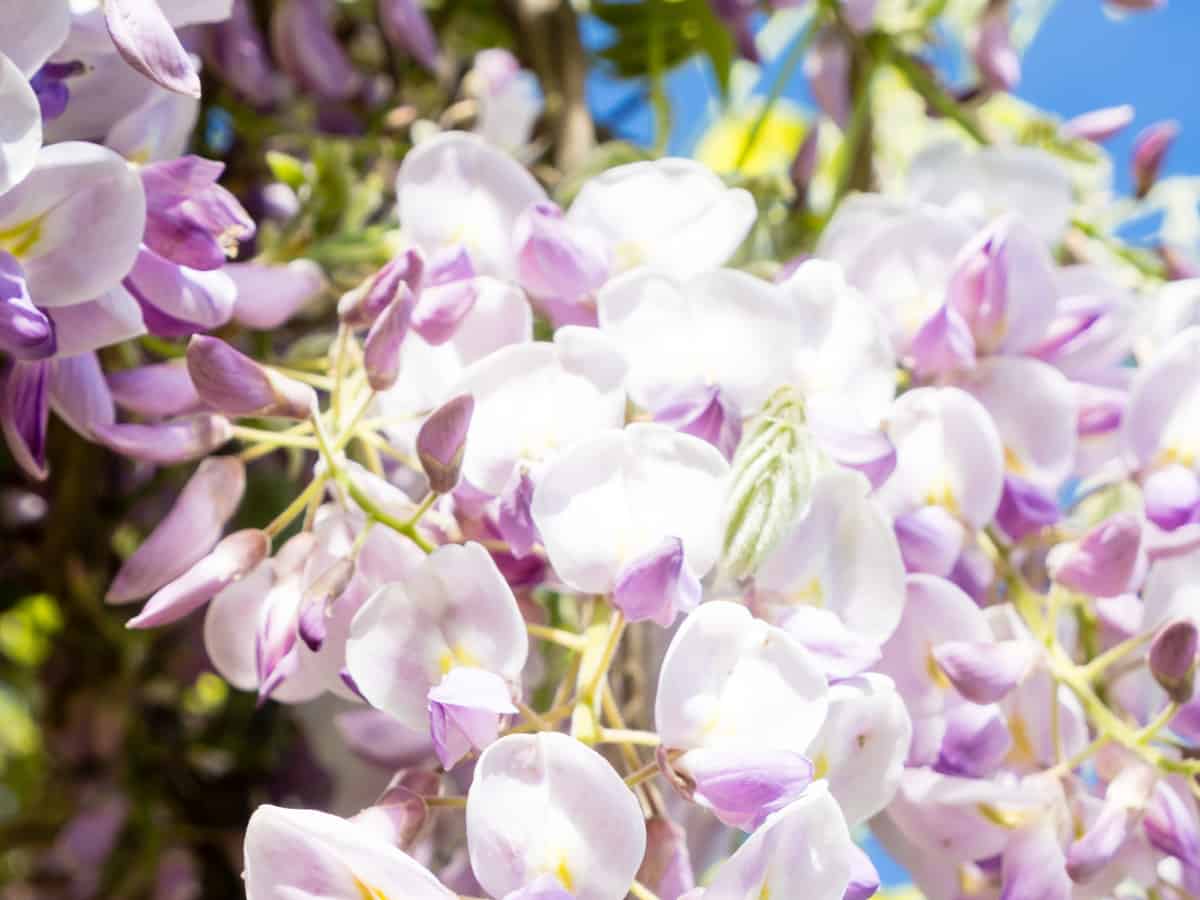 wisteria needs frequent trimming as it is a prolific grower