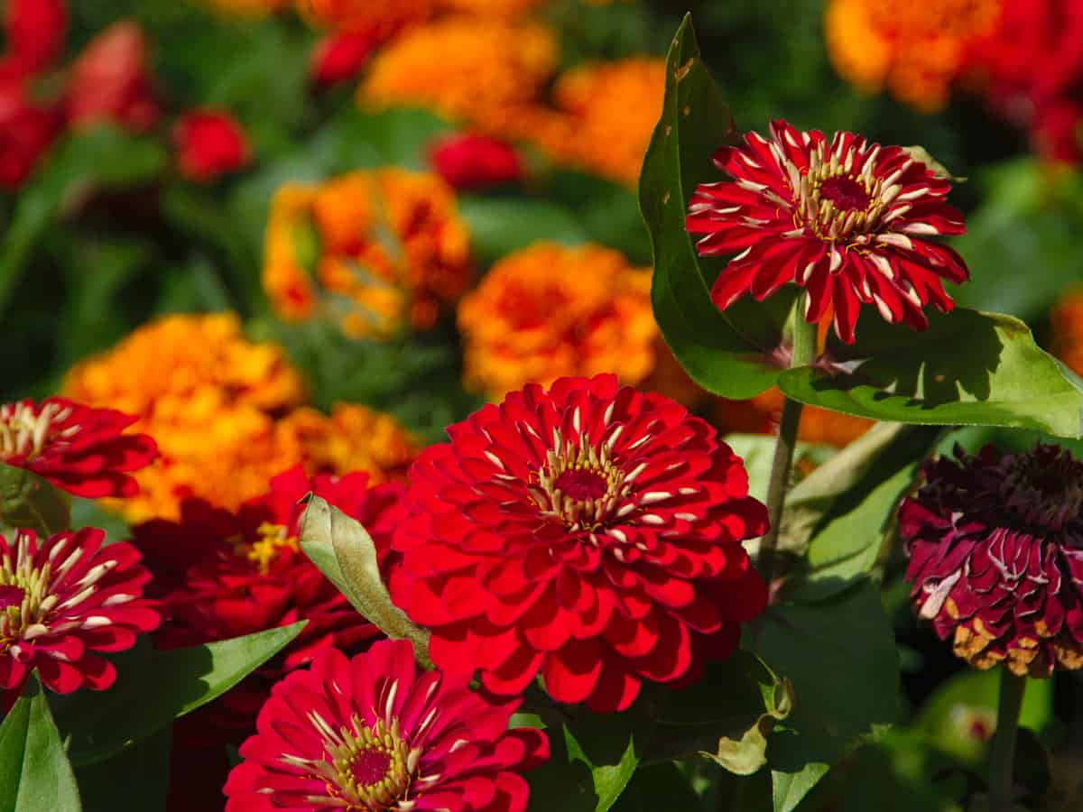 the zinnia is native to Mexico