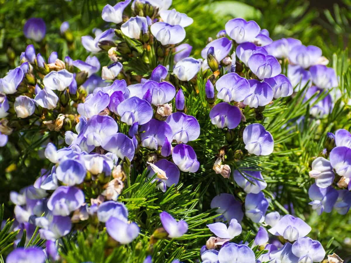 the African scurf pea has a lovely fragrance