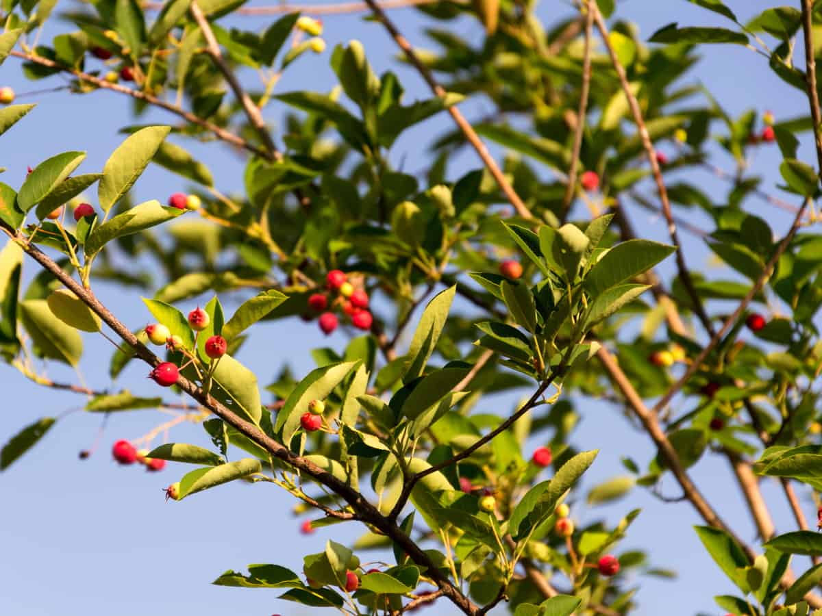 alder-leaved service berry has delicious edible fruit and lovely gray bark