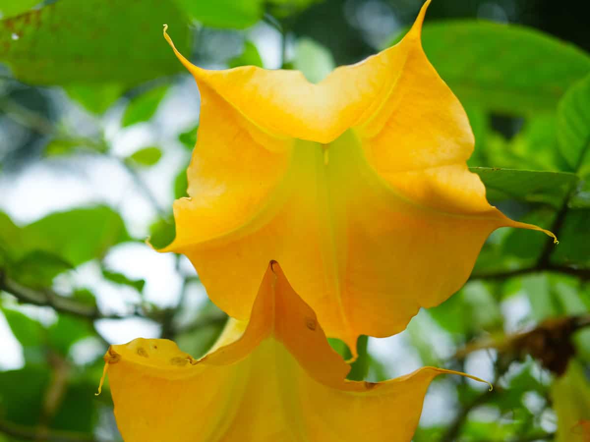 angel's trumpet is lovely but poisonous