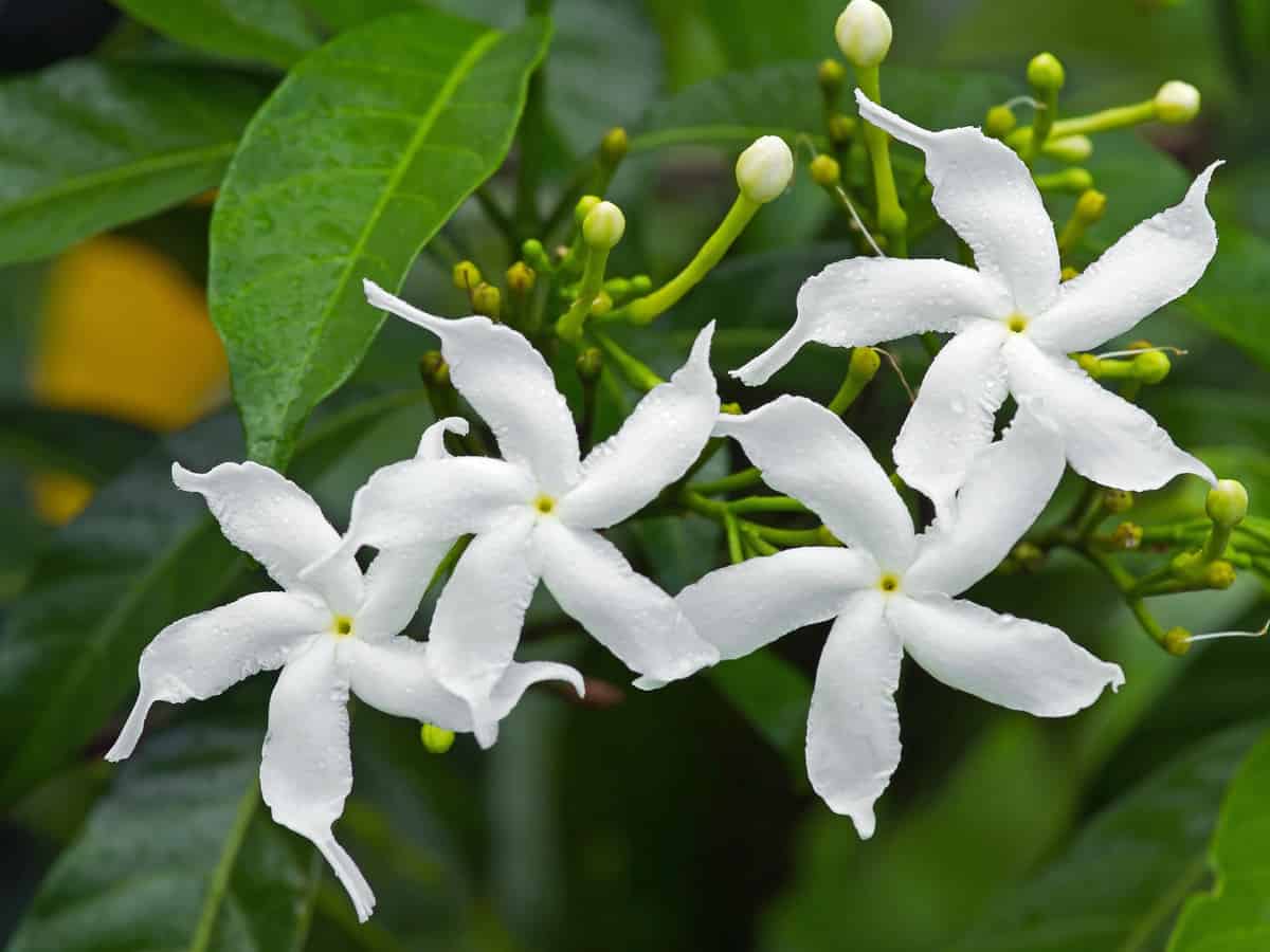 Arabian jasmine is the origin for jasmine tea