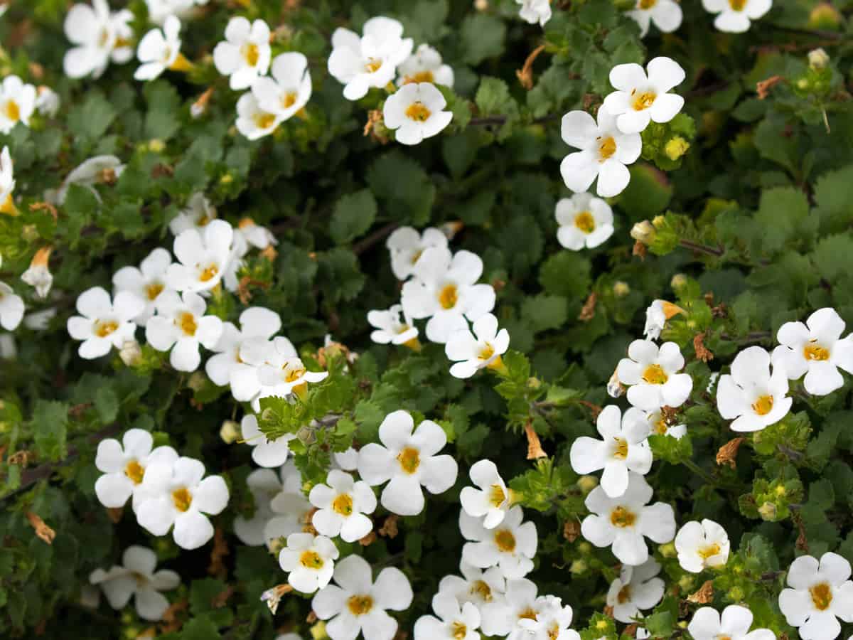 bacopa is a beautiful trailing flower