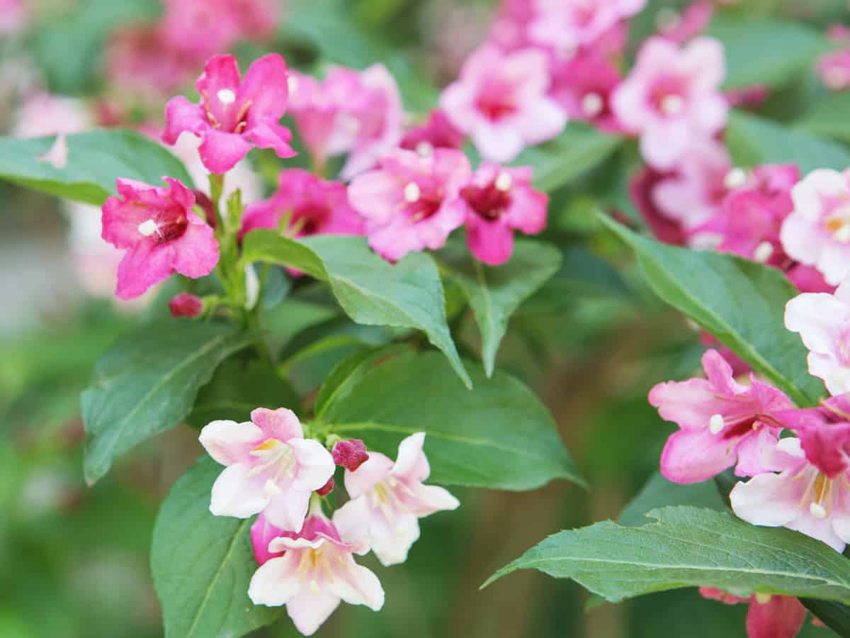 beauty bush makes an excellent privacy fence