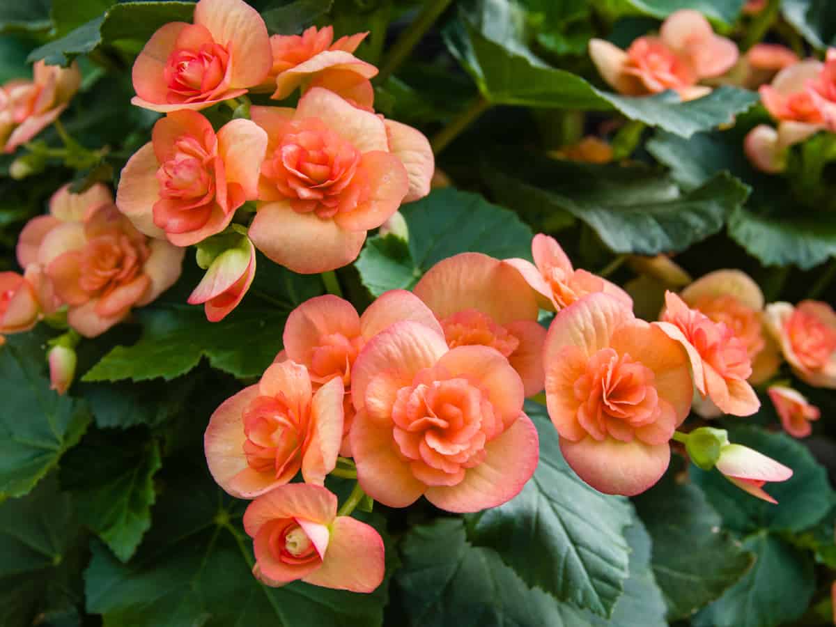 the begonia is a popular indoor plant