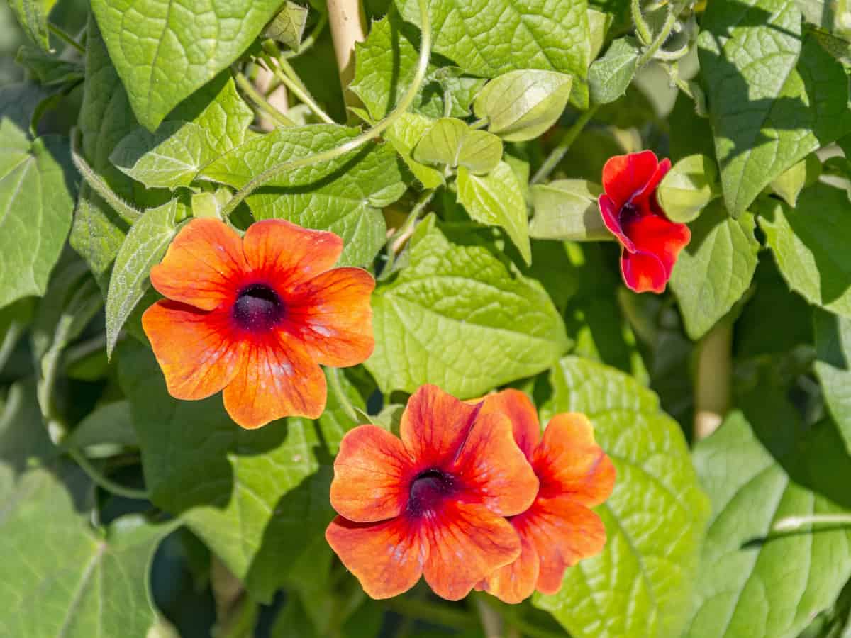 black-eye Susan vine offers a brilliant pop of color